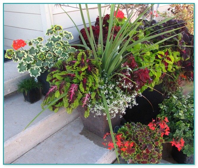 Fine Gardening Container Gardening 12 | Home Improvement